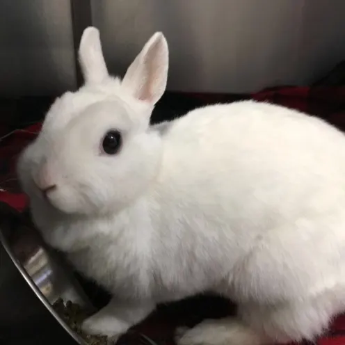  Mt. Hood Pet Medical 0474 - White Bunny In Treatment