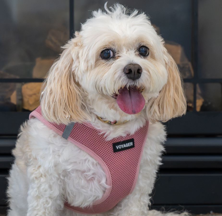 White curly dog with pink harness