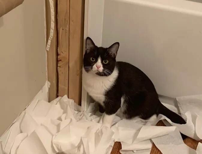 Buttercup the tuxedo cat. Buttercup the tuxedo cat.