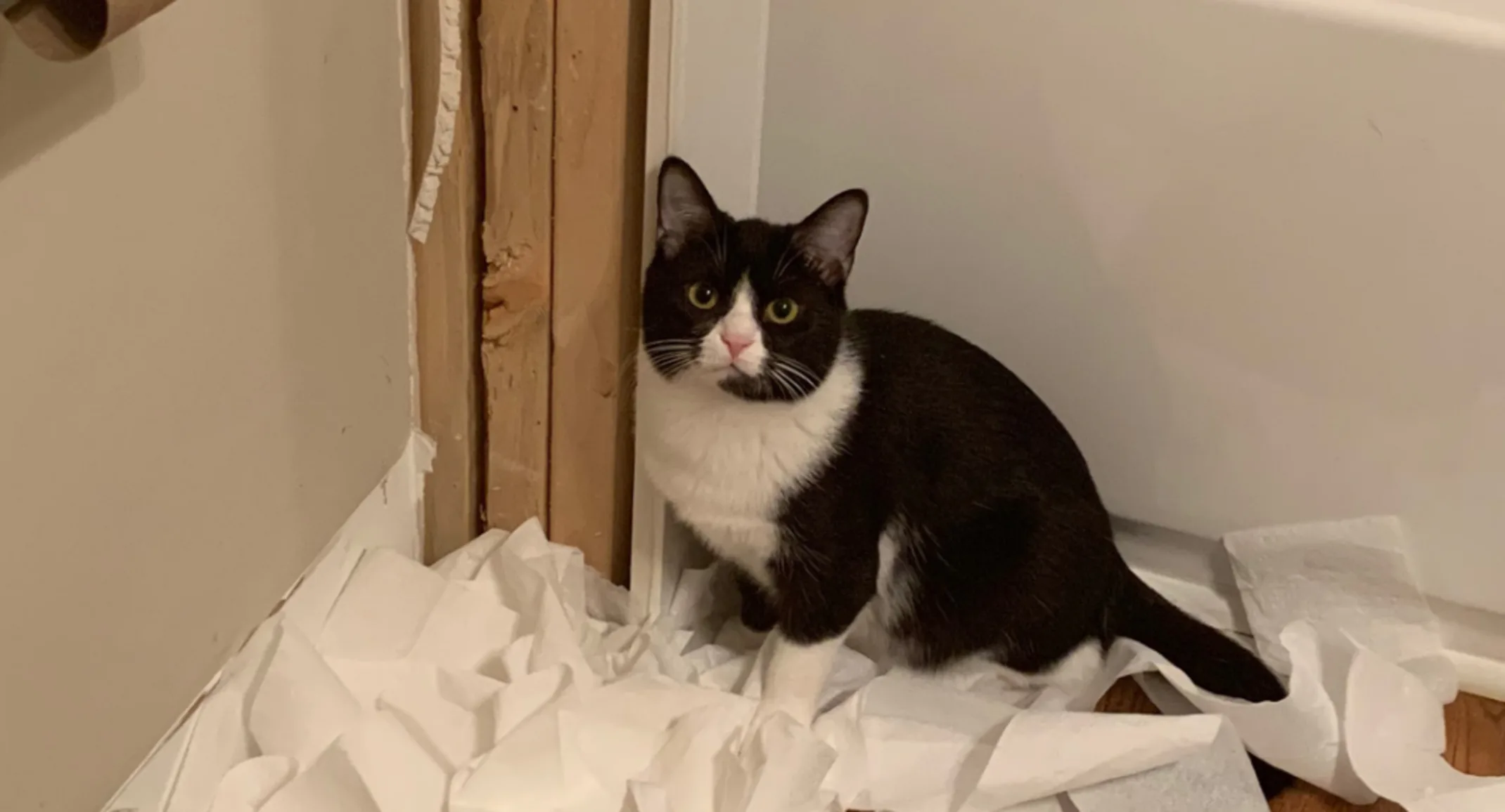 Buttercup the tuxedo cat. Buttercup the tuxedo cat.