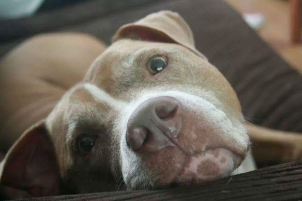 Pit Bull at Hanover Park Animal Care Center