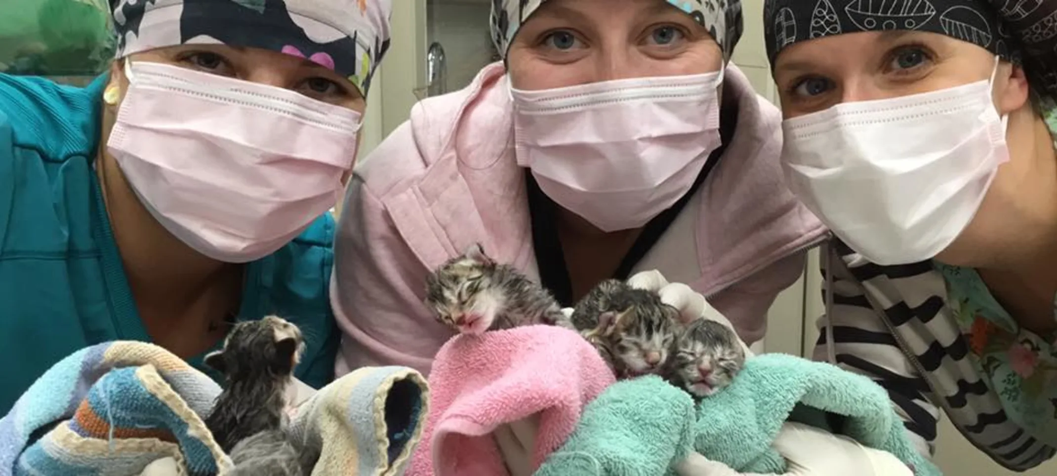 Staff members holding kittens