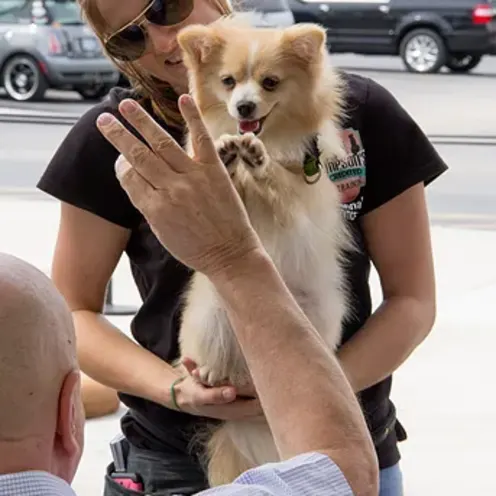Dog and owner high five Dog and owner high five