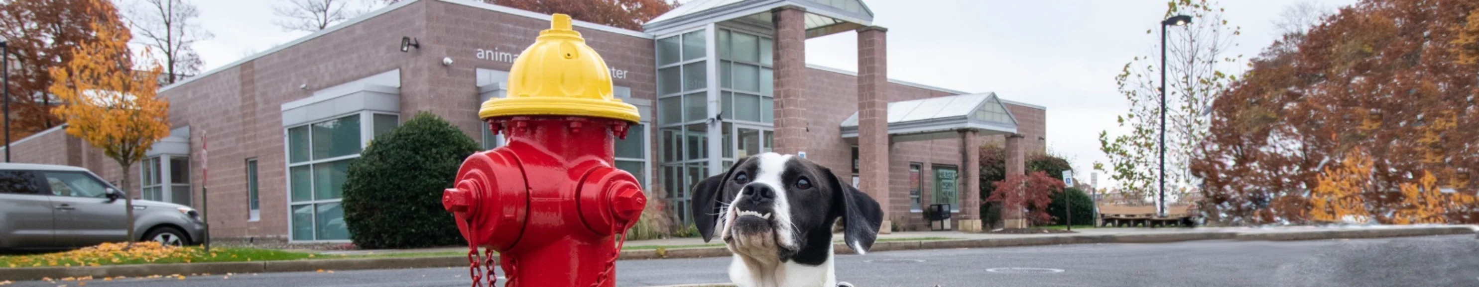 Dog with fire hydrant at ASC Dog with fire hydrant at ASC