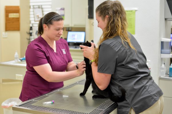 Two staff members with a small black cat at Companion Animal Hospital