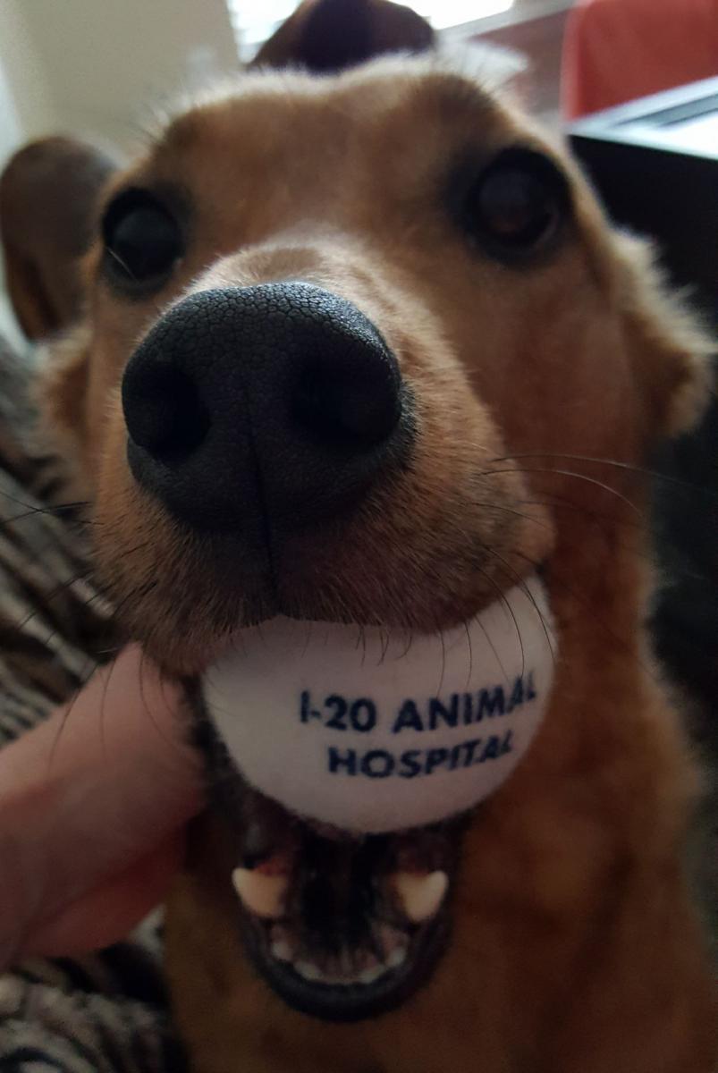 Dog with golf ball in mouth