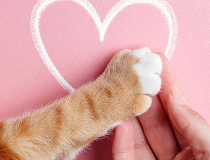 Pink background with a white heart and a human hand holding the paw of an orange cat Pink background with a white heart and a human hand holding the paw of an orange cat