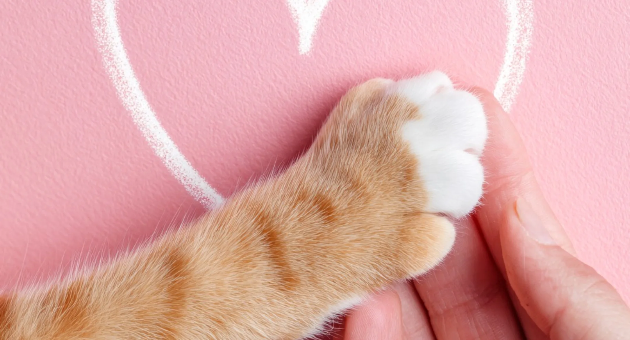 Pink background with a white heart and a human hand holding the paw of an orange cat Pink background with a white heart and a human hand holding the paw of an orange cat