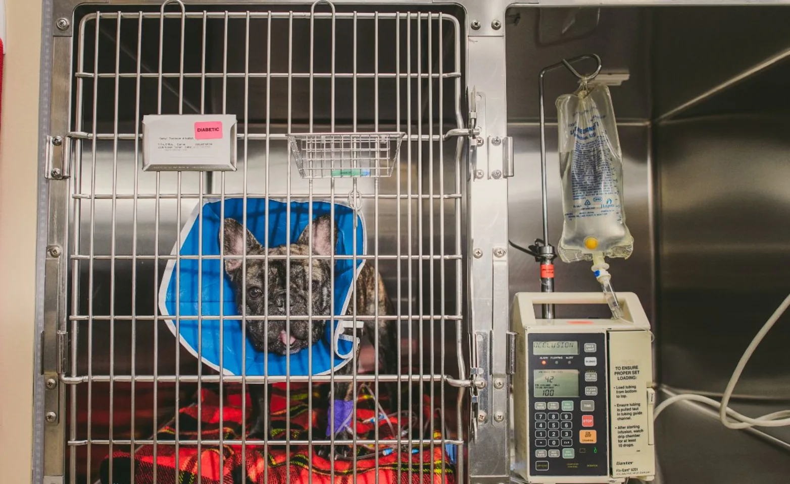 Frenchie in a kennel.