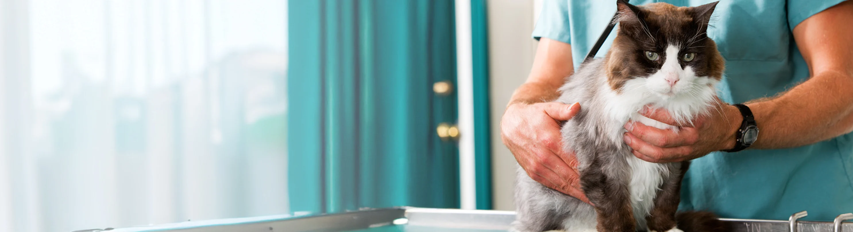 Cat Sitting with Veterinarian on Exam Table Cat Sitting with Veterinarian on Exam Table