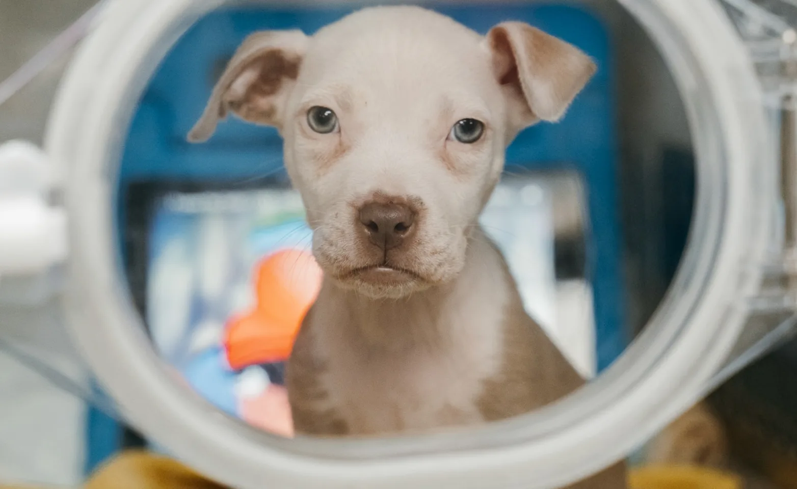 puppy in oxygen cage puppy in oxygen cage