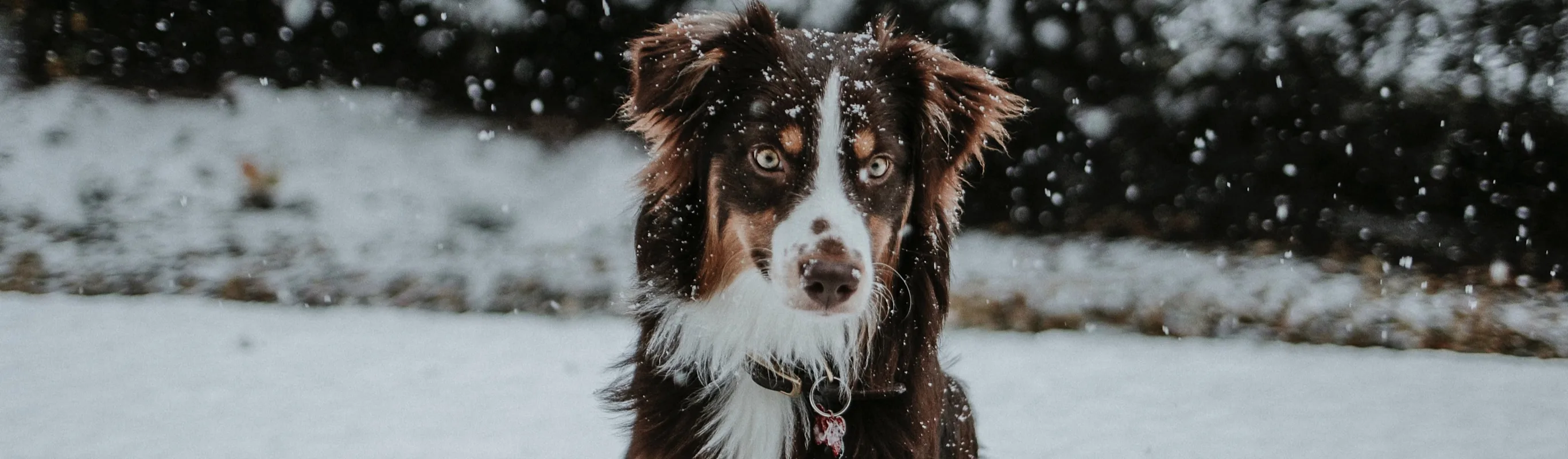Dog sitting in the snow Dog sitting in the snow