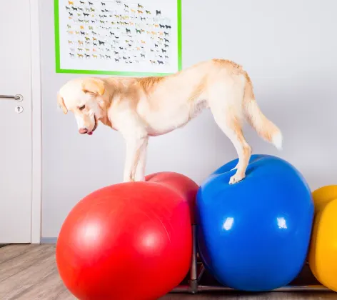 Dog on Ball Rehabilitation