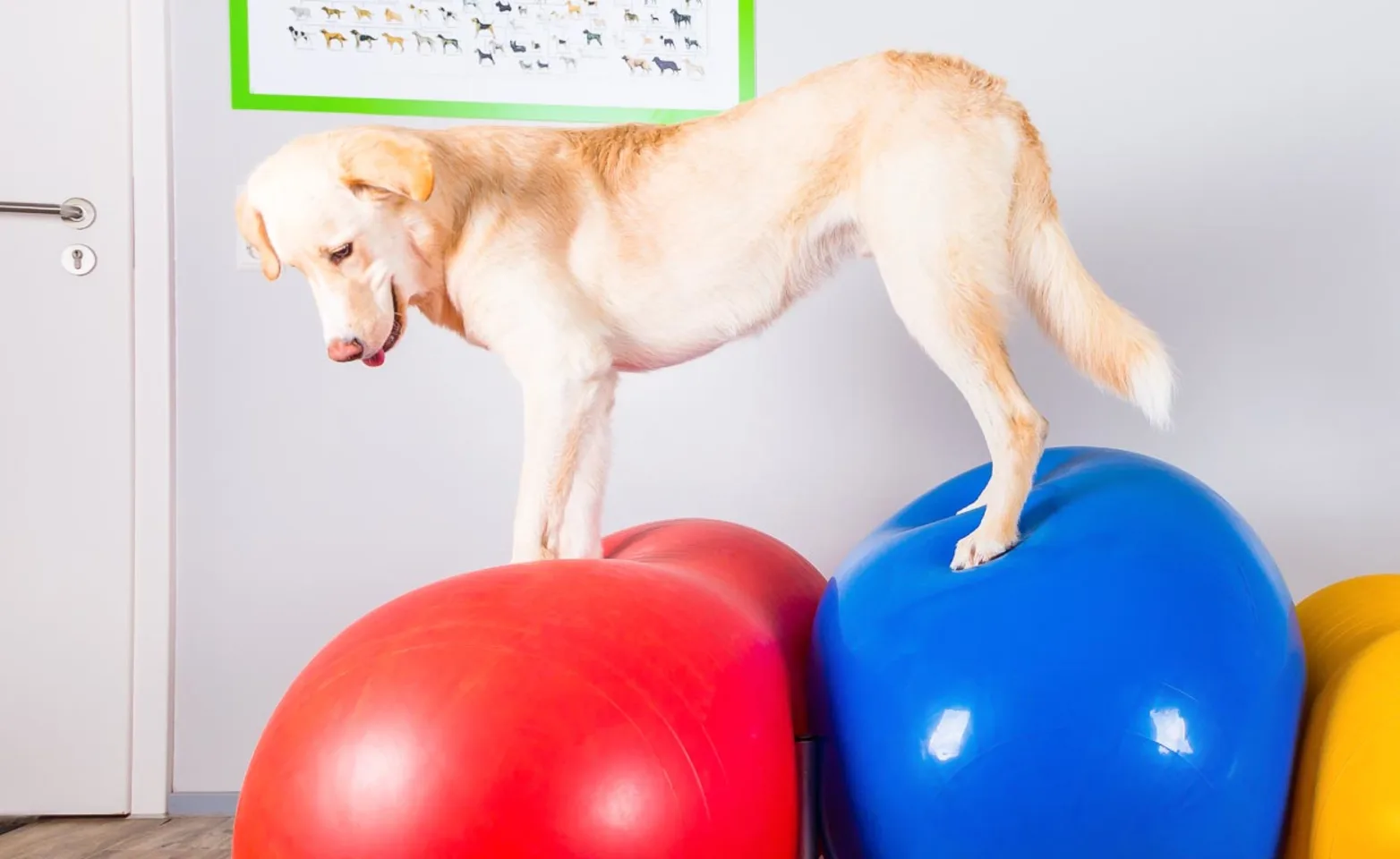 Dog on Ball Rehabilitation