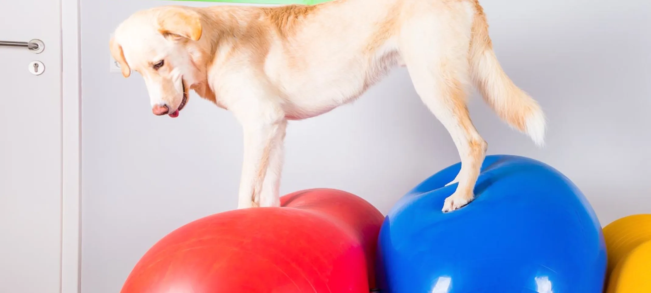 Dog on Ball Rehabilitation