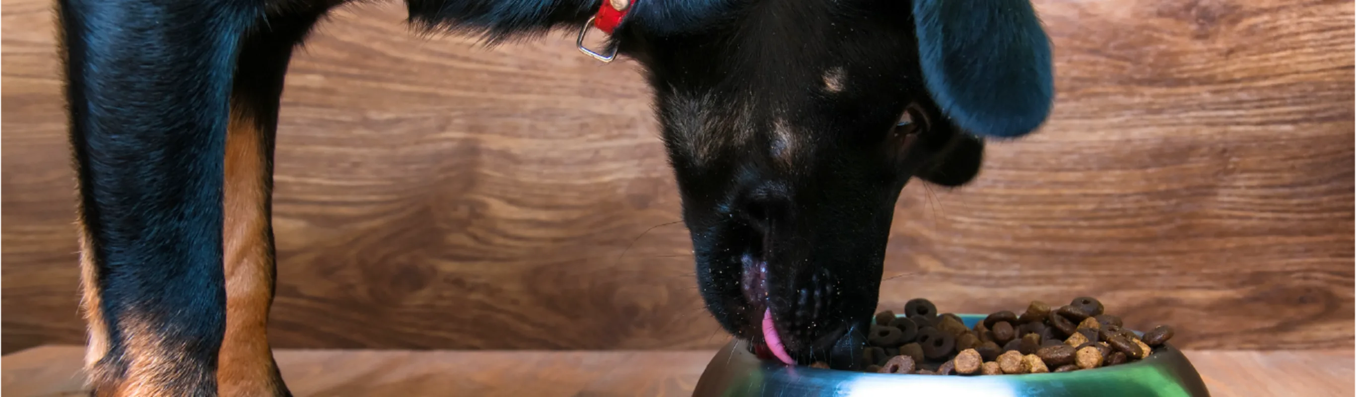A close up of a large black dog eating food from a bowl A close up of a large black dog eating food from a bowl