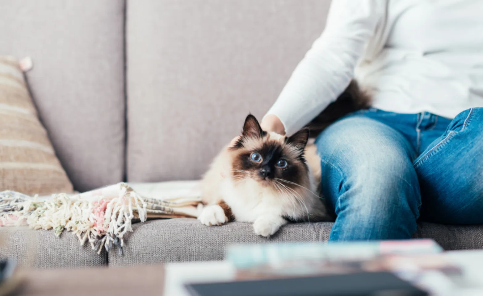 Person sitting on a couch with cat laying next to them