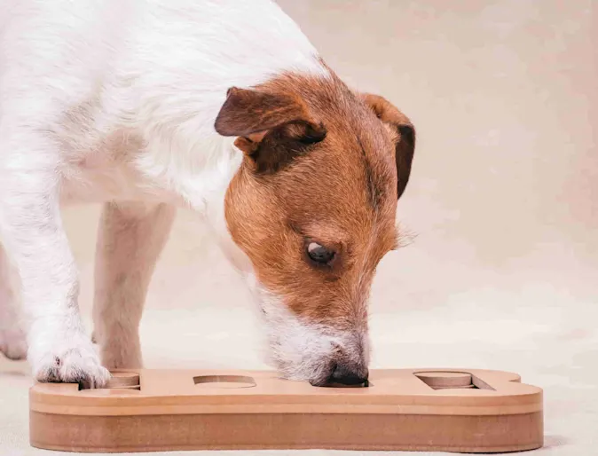 Dog eating food Dog eating food