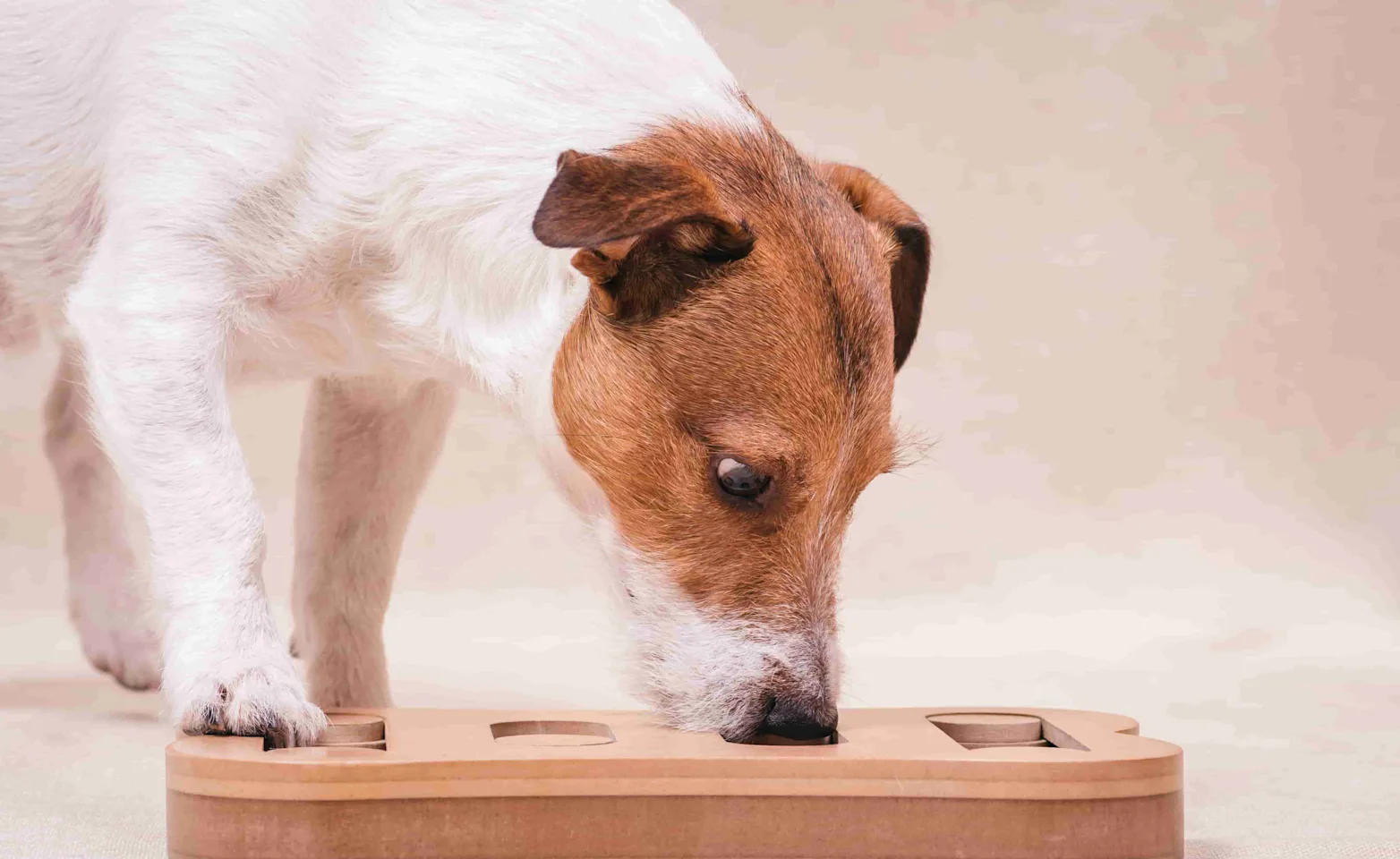 Dog eating food Dog eating food
