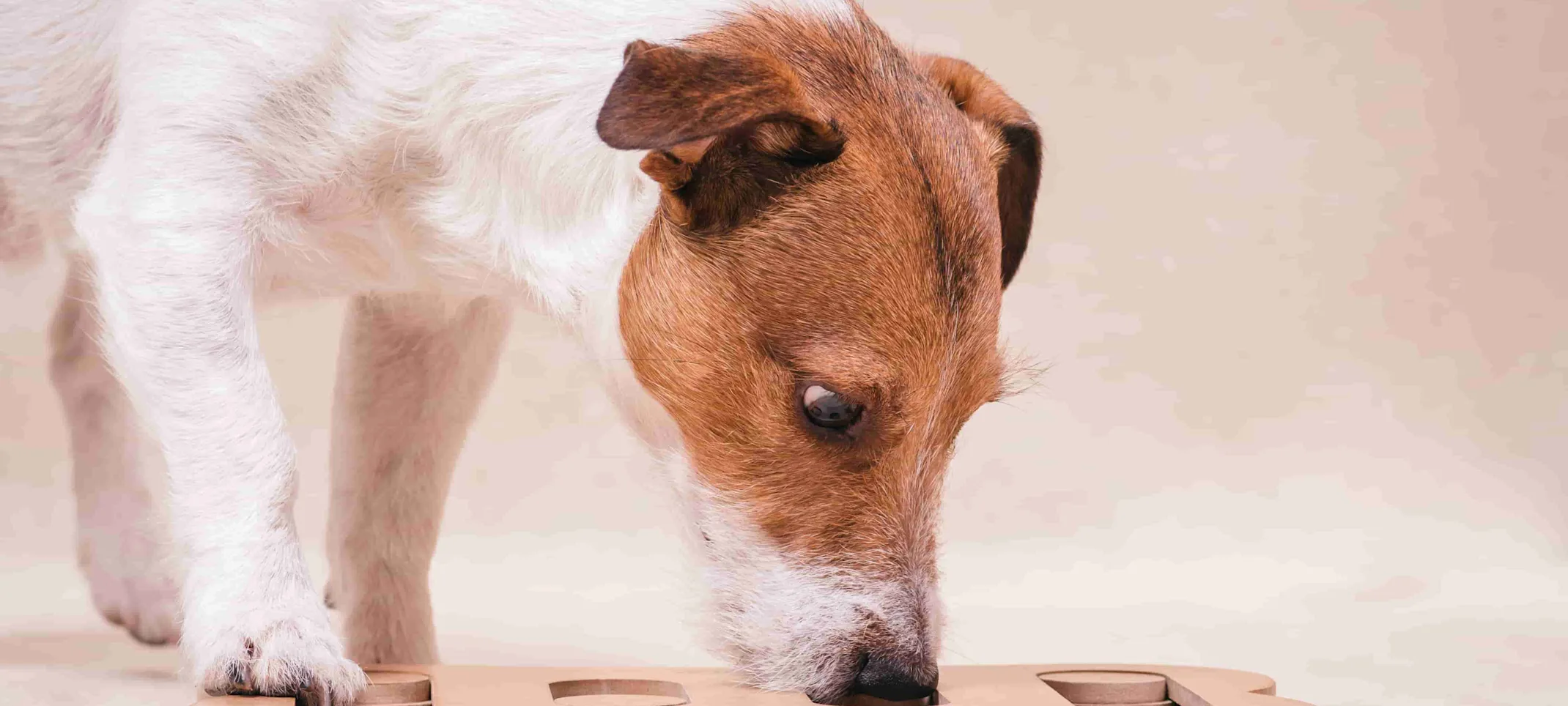 Dog eating food Dog eating food