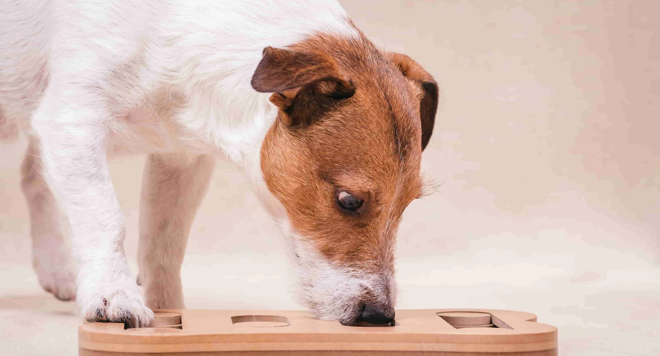Dog eating food Dog eating food