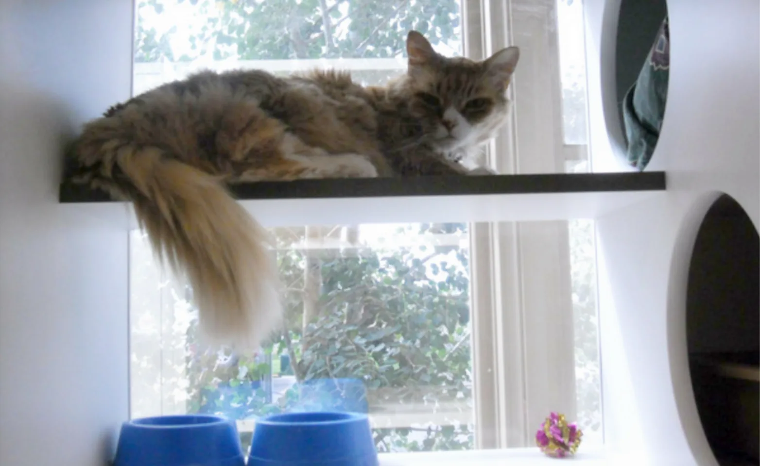 Cat lounging on windowsill