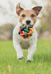 Dog running on grass with a toy in its mouth