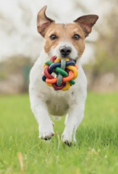 Dog running on grass with a toy in its mouth Dog running on grass with a toy in its mouth