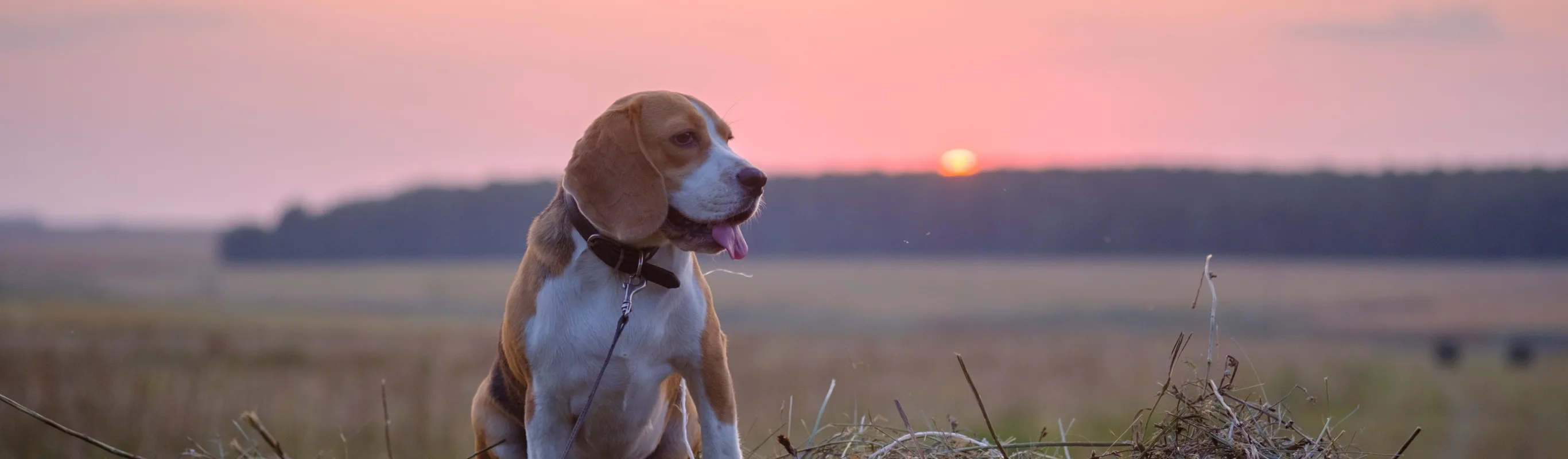 Dog looking out towards sunset