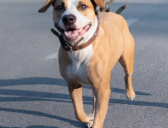 Dog walking on the street Dog walking on the street