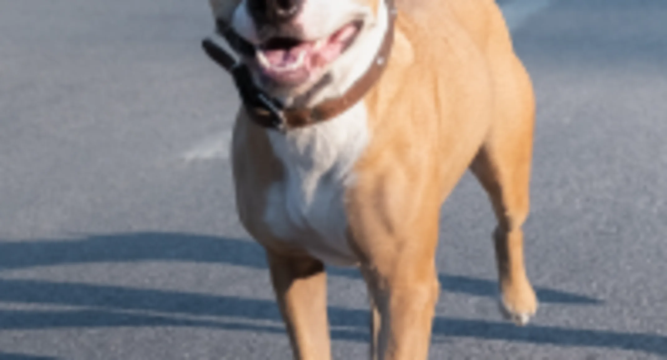 Dog walking on the street