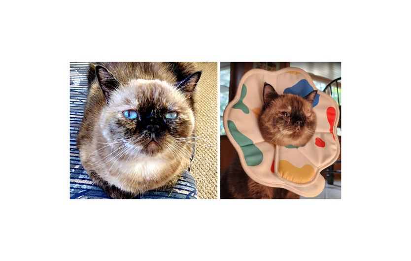 Mary's Pets