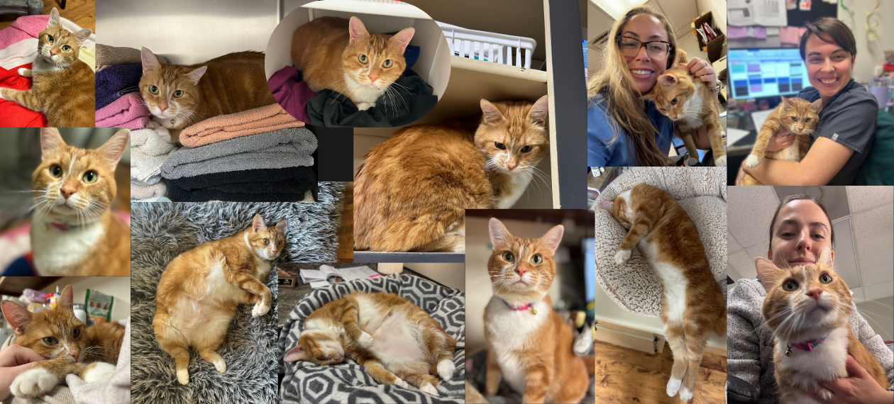Clementine (Cat) Collage