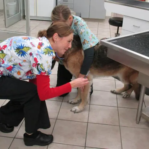 Doctors and dog in treatment area Doctors and dog in treatment area