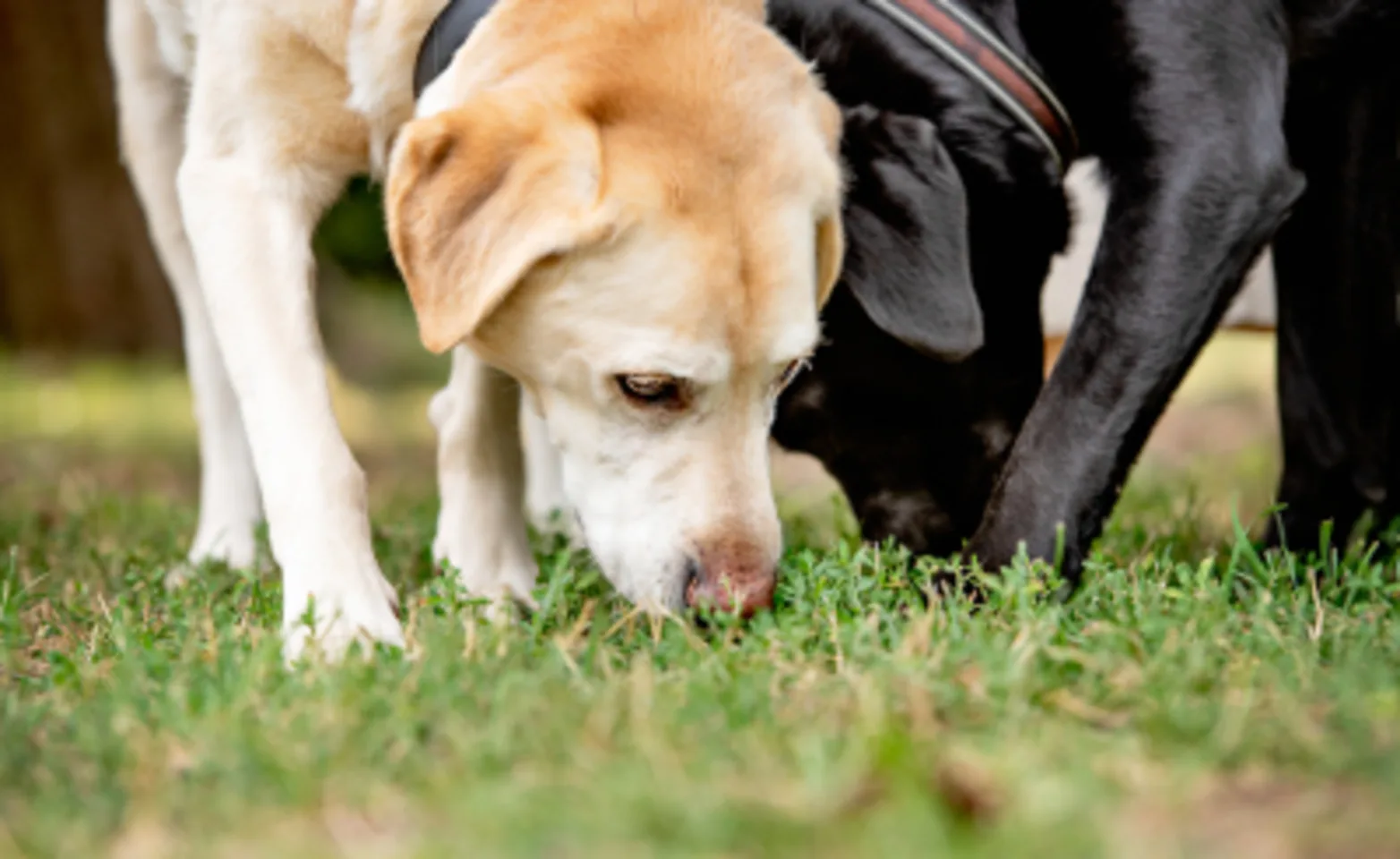 Dogs sniffing the grass Dogs sniffing the grass