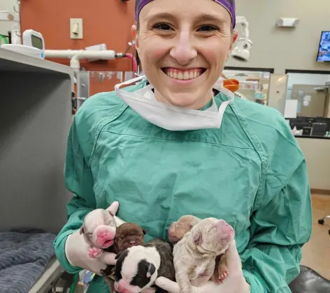Vet holding newborn puppies