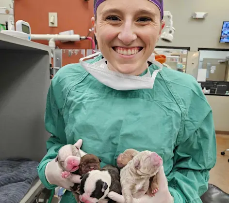 Vet holding newborn puppies Vet holding newborn puppies