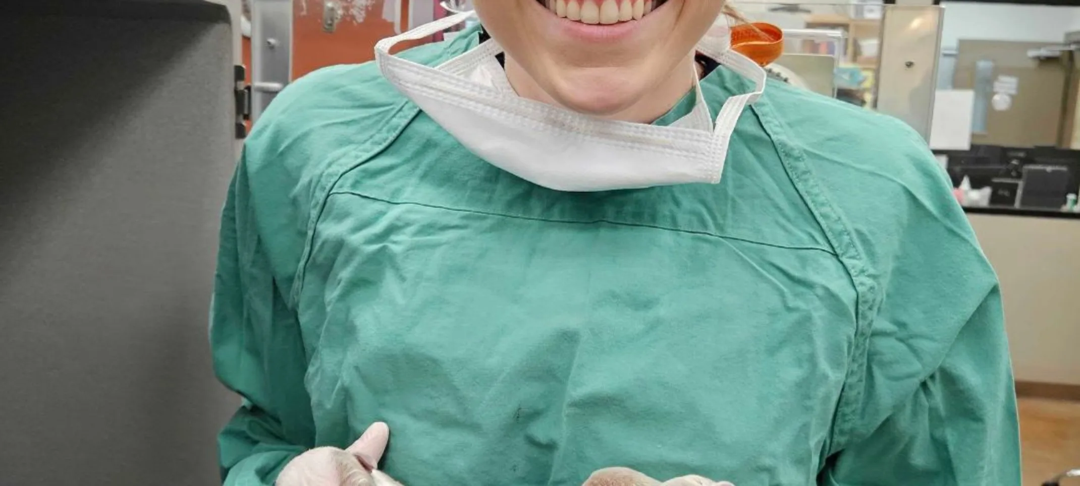 Vet holding newborn puppies Vet holding newborn puppies