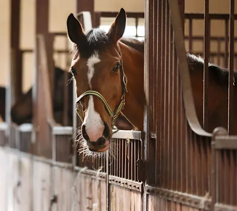 Horse looking out of stable Horse looking out of stable