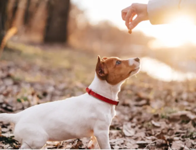 A dog receiving a treat