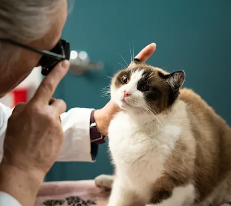 Mochi the cat being examined Mochi the cat being examined
