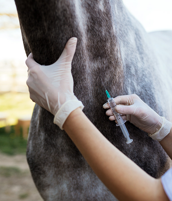 Vet holding syringe near horse's neck