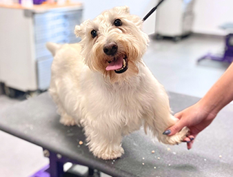 Smiling dog holding hands
