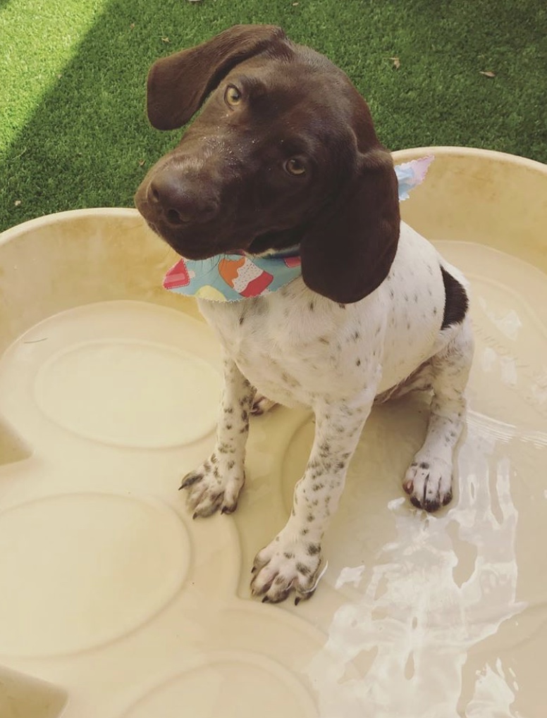 Brown and white dog tilting its head while sitting in a pool 