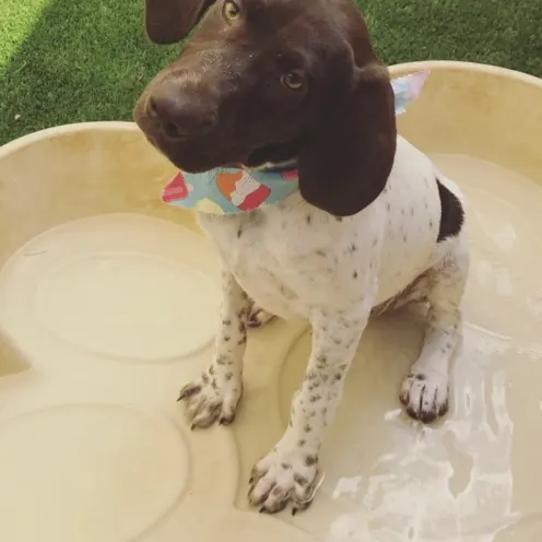 Brown and white dog tilting its head while sitting in a pool 