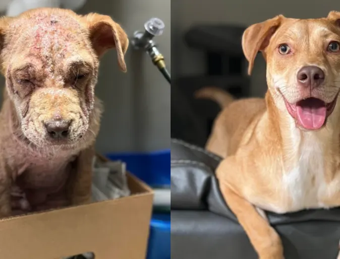 How an abandoned puppy helped our Viewmont Animal Hospital team heal during a difficult year How an abandoned puppy helped our Viewmont Animal Hospital team heal during a difficult year