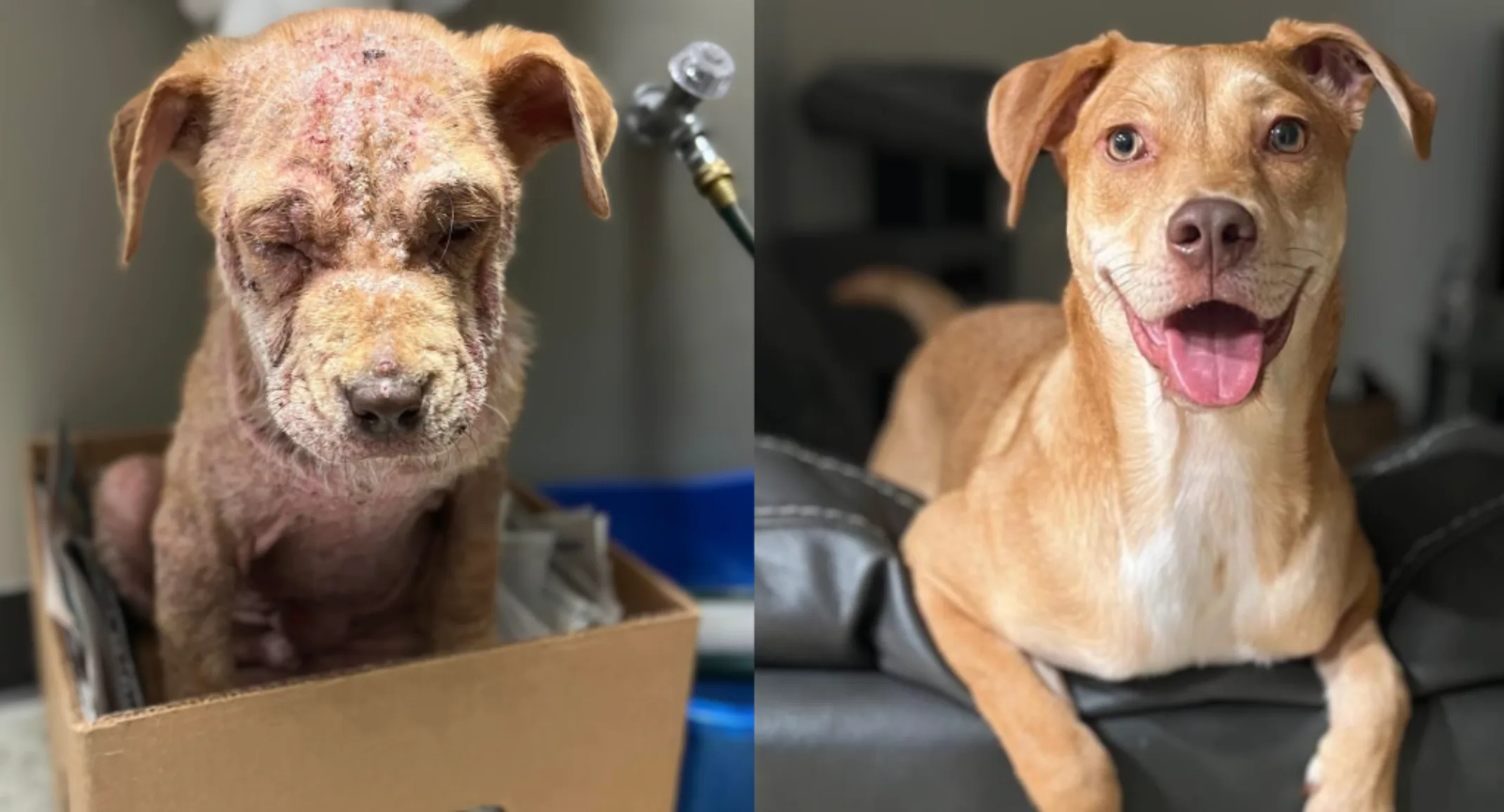 How an abandoned puppy helped our Viewmont Animal Hospital team heal during a difficult year How an abandoned puppy helped our Viewmont Animal Hospital team heal during a difficult year
