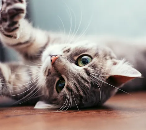 Cat Stretching Cat Stretching