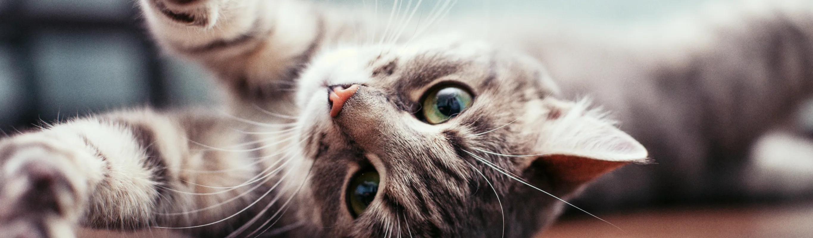 Cat laying on its back, stretching with its paws up in the air. Cat laying on its back, stretching with its paws up in the air.