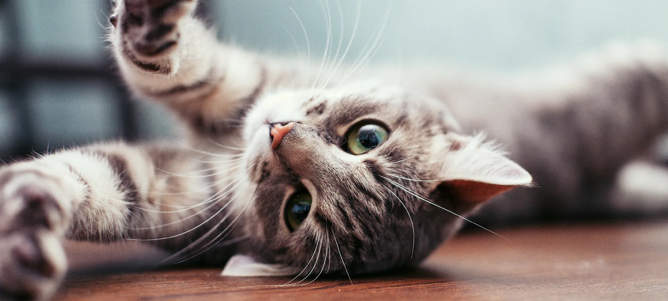 Cat Stretching Cat Stretching